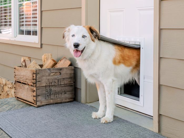 All_About_Dog_Doors_Extreme_Weather_Aluminum_Pet_Door_L_LS_Bear_tout