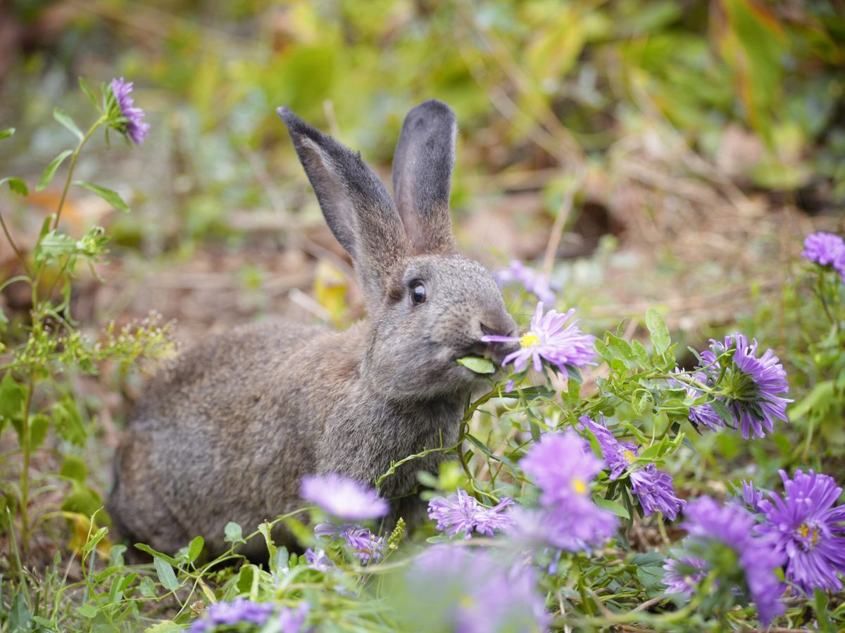 Bunny_iStock_1174635499