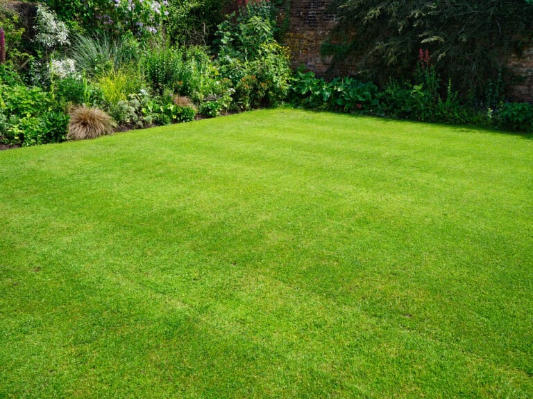 Lawn